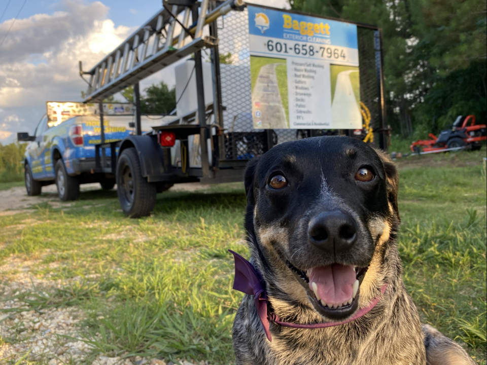 Dog sitting in front of the Baggett equipment trailer