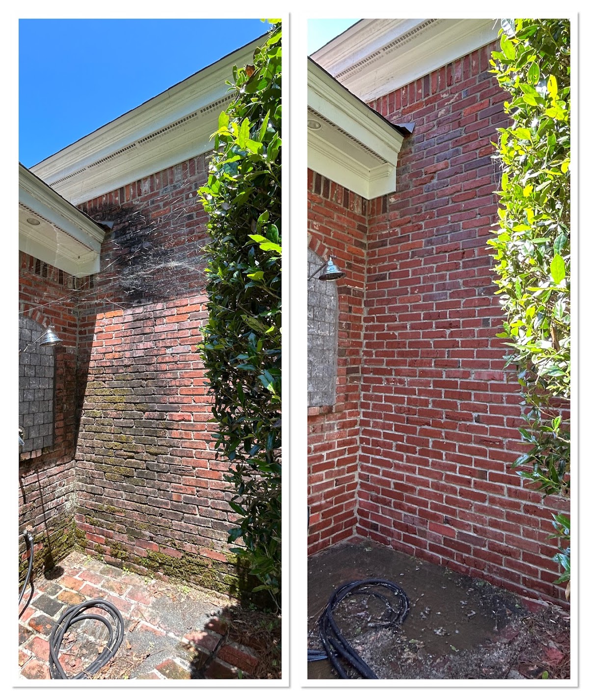 Brick wall corner with mildew beside the cleaned brick